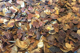 Al Mokha Qishr (Coffee Cherry Tea)
