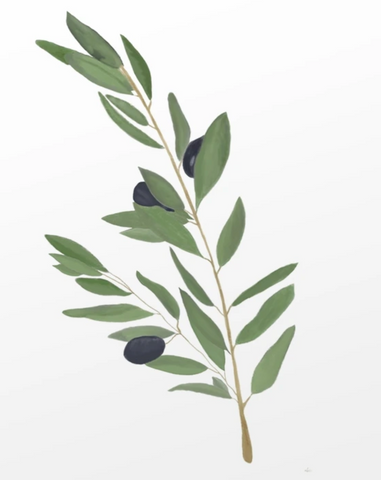 Olive Branch Sticker
